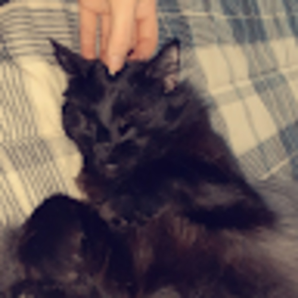 Meet your Posher, Abigail